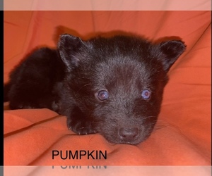 Australian Shepherd-Huskimo Mix Puppy for Sale in BUFFALO, New York USA