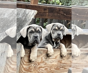 Cane Corso Puppy for sale in MODESTO, CA, USA