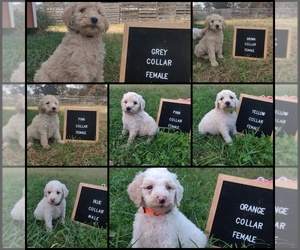 Poodle (Standard) Puppy for Sale in COUCH, Missouri USA