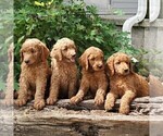 Small #2 Labradoodle-Poodle (Standard) Mix