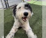 Small #3 Goldendoodle (Miniature)