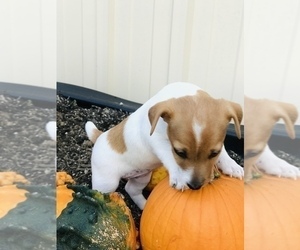 Jack Russell Terrier Puppy for sale in BELLE, MO, USA