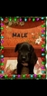 Small Photo #7 Great Dane Puppy For Sale in CLOVIS, CA, USA