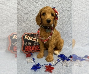 Goldendoodle Puppy for sale in OLPE, KS, USA