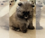 Small #1 Pomeranian