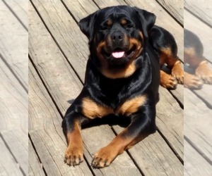 Mother of the Rottweiler puppies born on 11/22/2025