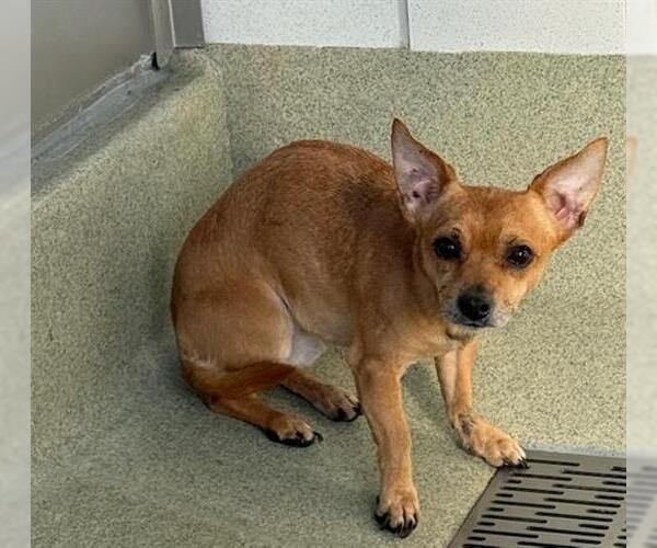 Medium Photo #1 Chihuahua Puppy For Sale in San Martin, CA, USA