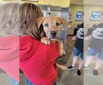 Small #2 Labrador Retriever Mix
