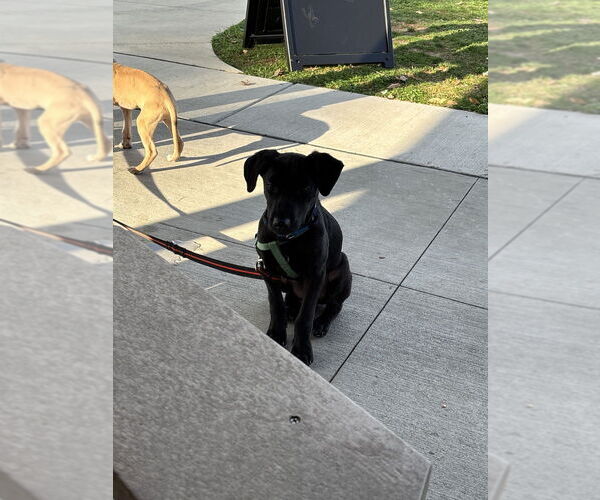 Medium Photo #1 Border Collie-Unknown Mix Puppy For Sale in Aurora, IN, USA