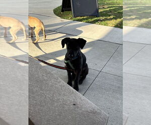 Border Collie-Unknown Mix Dogs for adoption in Aurora, IN, USA