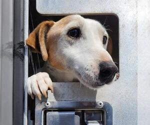 Mutt Dogs for adoption in San Antonio, TX, USA