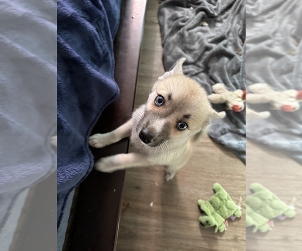 Medium Photo #82 Pomsky Puppy For Sale in LOVELAND, CO, USA