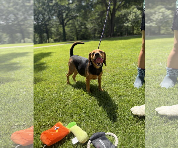 Medium Photo #3 Beagle Puppy For Sale in Yardley, PA, USA