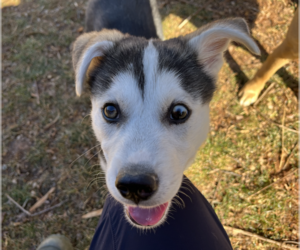 Mutt Dogs for adoption in Candler, NC, USA