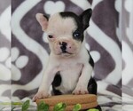 Small Photo #1 Boston Terrier Puppy For Sale in NEW HOLLAND, PA, USA