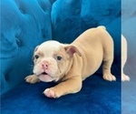 Small #2 English Bulldog