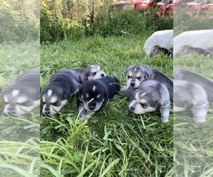 Siberian Husky Puppy for sale in RATHDRUM, ID, USA