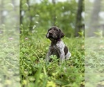 Small #22 German Shorthaired Pointer