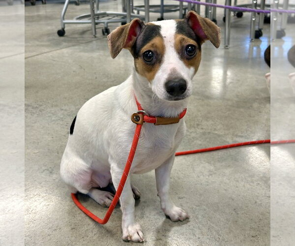 Medium Photo #2 Chiweenie Puppy For Sale in Batavia, OH, USA