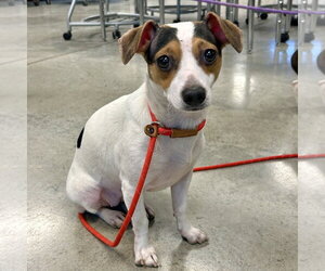 Shorty 26 - Female Chiweenie Dog for Adoption - Photo #2