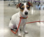 Small #1 Chiweenie