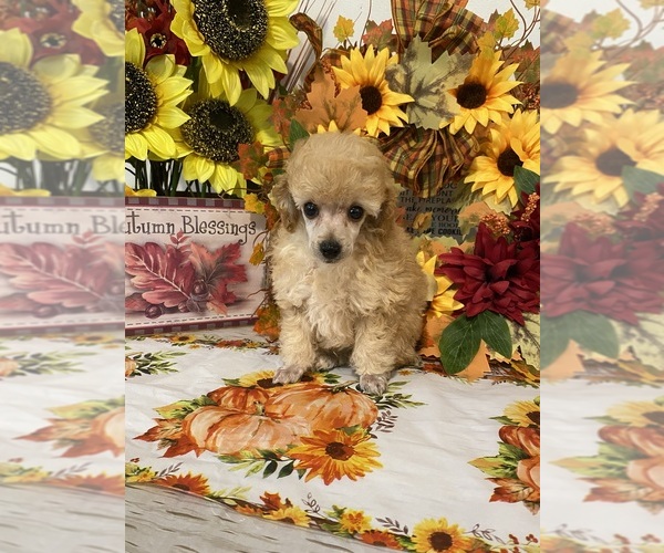 Medium Photo #1 Poodle (Toy) Puppy For Sale in WINSTON SALEM, NC, USA