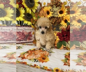 Poodle (Toy) Puppy for sale in WINSTON SALEM, NC, USA