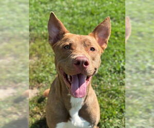 Carolina Dog-Unknown Mix Dogs for adoption in Lee's Summit, MO, USA