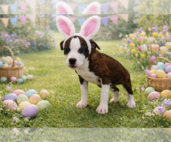 Medium Photo #1 Mutt Puppy For Sale in Sistersville, WV, USA