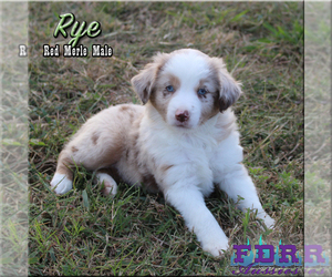 Miniature Australian Shepherd Puppy for sale in FORESTBURG, TX, USA