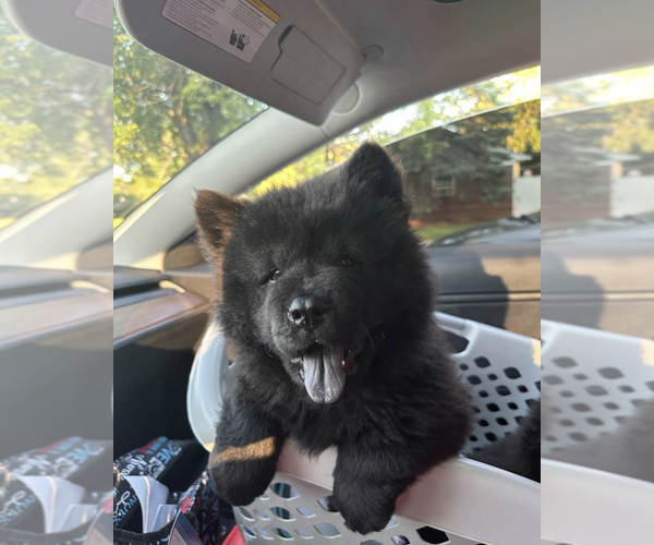 Medium Photo #3 Chow Chow Puppy For Sale in PARK FOREST, IL, USA