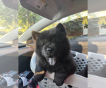 Small #2 Chow Chow