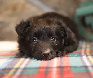Miniature Australian Shepherd Puppy for Sale in WESTFIELD, Massachusetts USA