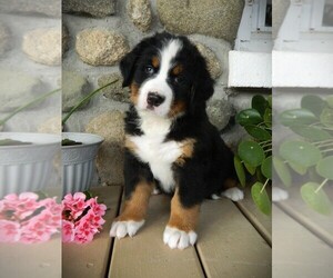Bernese Mountain Dog Puppy for Sale in CLARE, Michigan USA