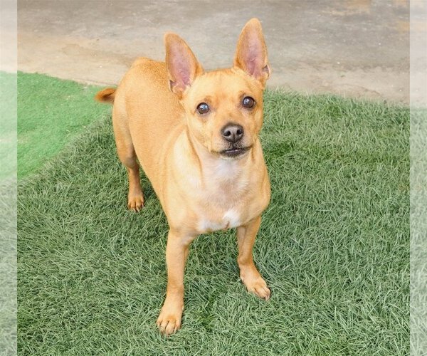 Medium Photo #5 Chipin Puppy For Sale in phoenix, AZ, USA