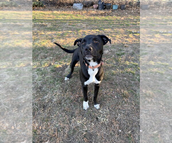 Medium Photo #24 Mutt Puppy For Sale in Boston, MA, USA