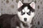 Small Photo #2 Siberian Husky Puppy For Sale in MOUNT VERNON, OH, USA