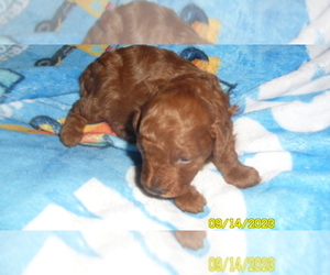Poodle (Toy) Puppy for sale in DULUTH, GA, USA