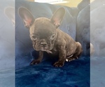 Small Photo #12 French Bulldog Puppy For Sale in MINNEAPOLIS, MN, USA