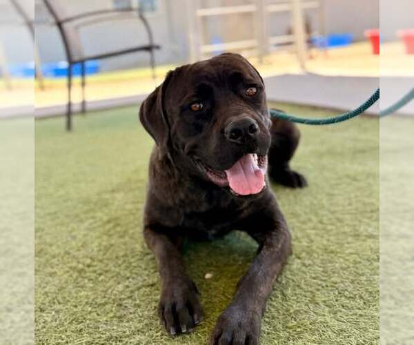 Medium Photo #2 Mutt Puppy For Sale in Goodyear, AZ, USA