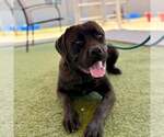 Small #1 Mutt