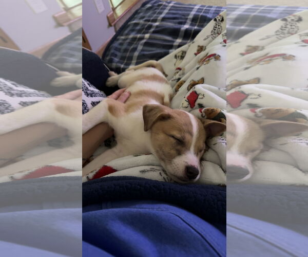 Medium Photo #2 Mutt Puppy For Sale in Brooklyn Center, MN, USA