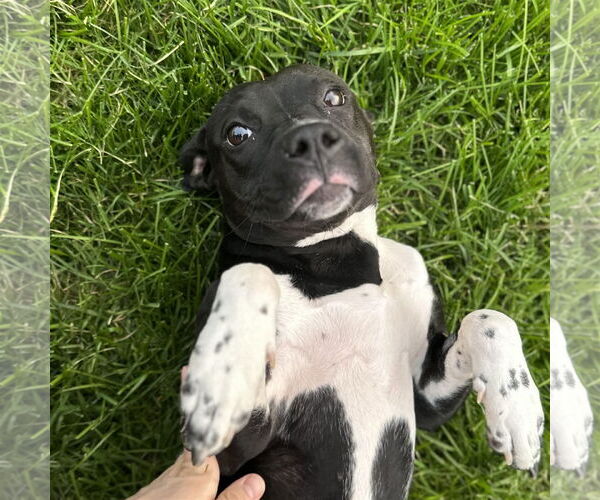 Medium Photo #32 American Pit Bull Terrier-Unknown Mix Puppy For Sale in Fargo, ND, USA