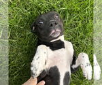 Small #31 American Pit Bull Terrier Mix