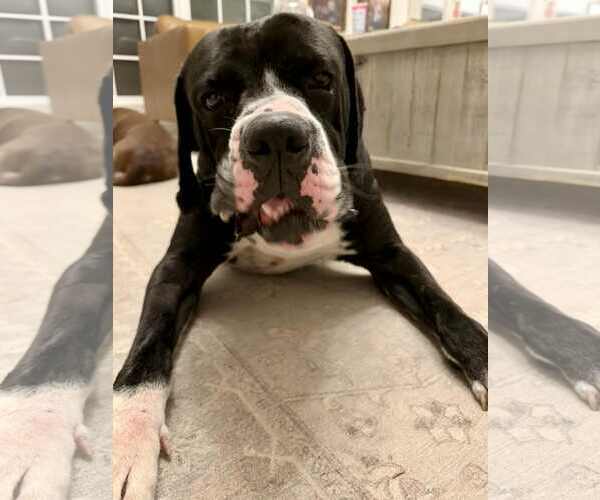 Medium Photo #2 Boxer Puppy For Sale in Burnsville, MN, USA