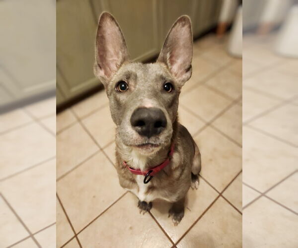 Medium Photo #2 German Shepherd Dog-Unknown Mix Puppy For Sale in New London, WI, USA