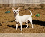 Small #6 Chihuahua Mix