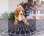 Puppy 3 Poodle (Miniature)