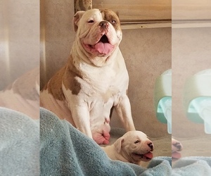 Mother of the Alapaha Blue Blood Bulldog puppies born on 05/18/2019