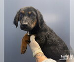 Roo - Female Mutt Dog for Adoption - Small photo